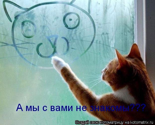 Котоматрица: А мы с вами не знакомы???