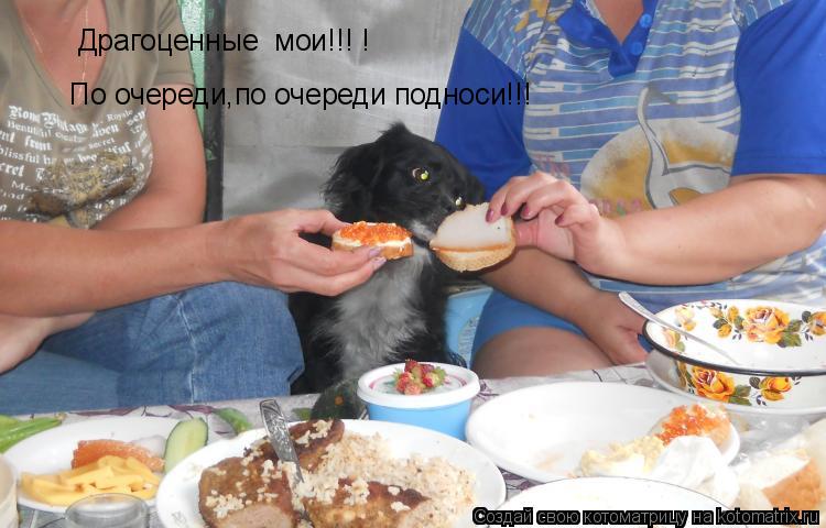 Котоматрица: Драгоценные  мои!!! !  По очереди,по очереди подноси!!!