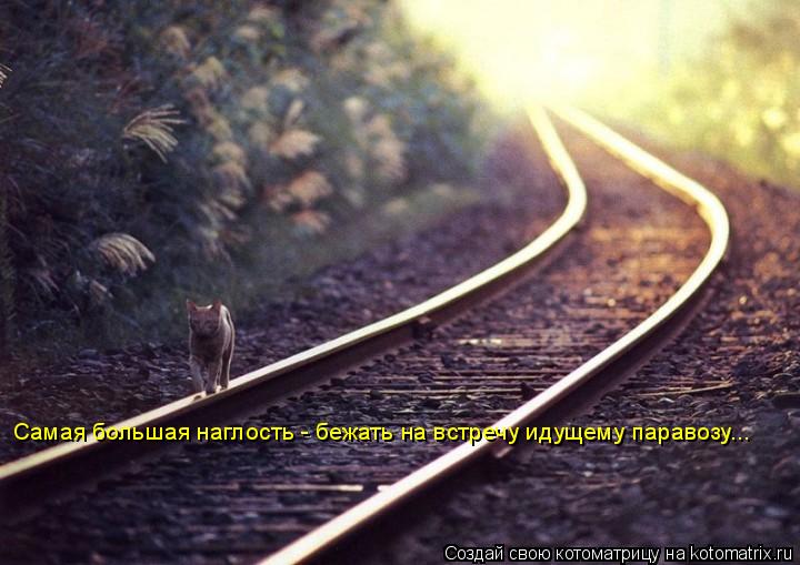 Котоматрица: Самая большая наглость - бежать на встречу идущему паравозу...