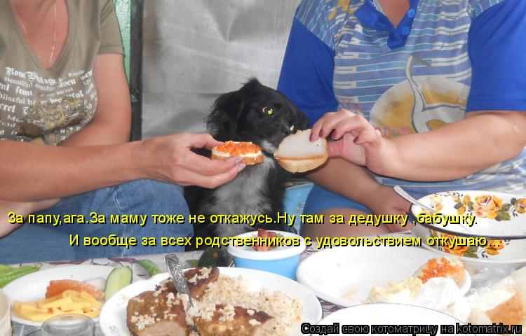 Котоматрица: За папу,ага.За маму тоже не откажусь.Ну там за дедушку ,бабушку. И вообще за всех родственников с удовольствием откушаю...