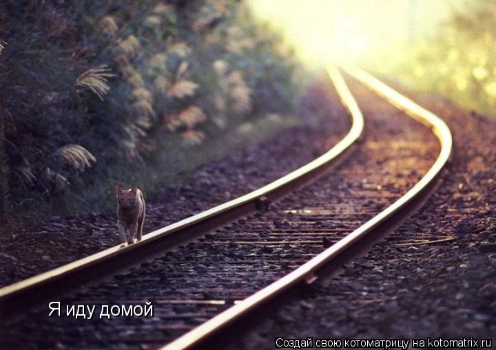 Я иду домой... Котоматрица: Я иду домой