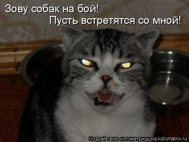 Зову собак на бой! Пусть встретятся со мной!... Котоматрица: Зову собак на бой! Пусть встретятся со мной!