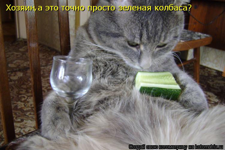 Хозяин а это точно просто зеленая колбаса? ,... Котоматрица: Хозяин а это точно просто зеленая колбаса? ,