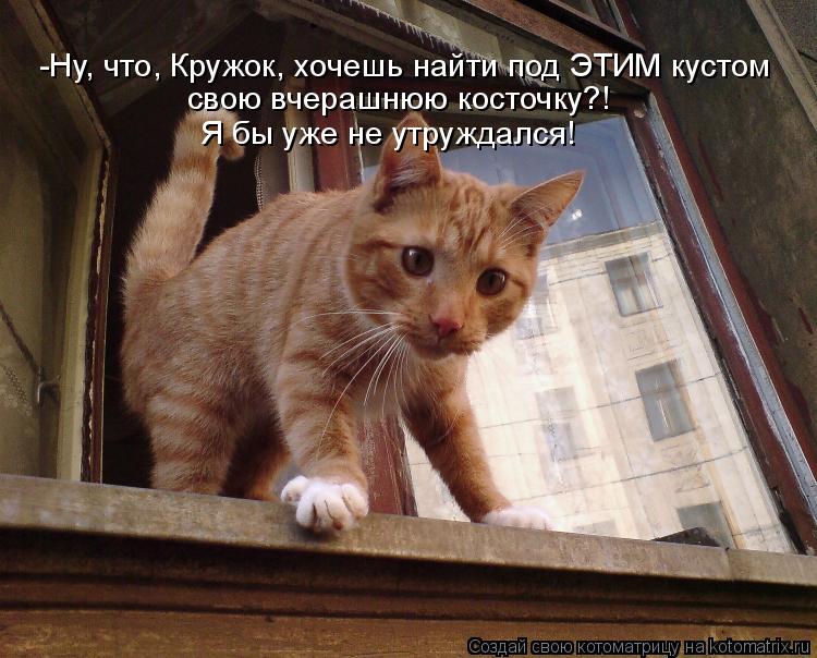 -Ну, что, Кружок, хочешь найти под ЭТИМ кустом свою вчерашнюю косточку?! Я бы уже не утруждался!... Котоматрица: -Ну, что, Кружок, хочешь найти под ЭТИМ кустом свою вчерашнюю косточку?! Я бы уже не утруждался!