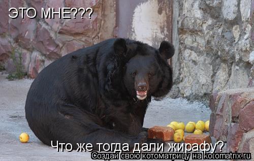 ЭТО МНЕ??? Что же тогда дали жирафу?... Котоматрица: ЭТО МНЕ??? Что же тогда дали жирафу?