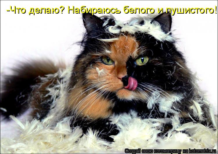 -Что делаю? Набираюсь белого и пушистого!... Котоматрица: -Что делаю? Набираюсь белого и пушистого!