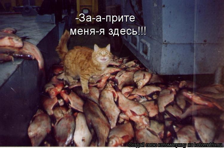 -За-а-прите меня-я здесь!!!... Котоматрица: -За-а-прите меня-я здесь!!!