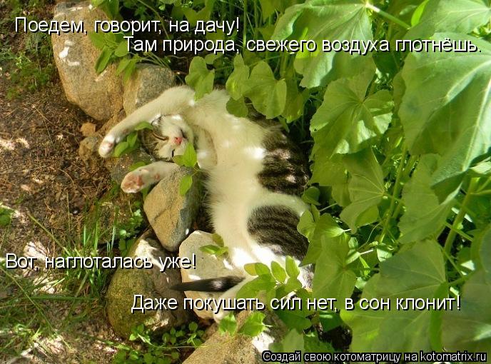 Поедем, говорит, на дачу! Там природа, свежего воздуха глотнёшь. Вот, наглоталась уже! Даже покушать ... Котоматрица: Поедем, говорит, на дачу! Там природа, свежего воздуха глотнёшь. Вот, наглоталась уже! Даже покушать сил нет, в сон клонит!