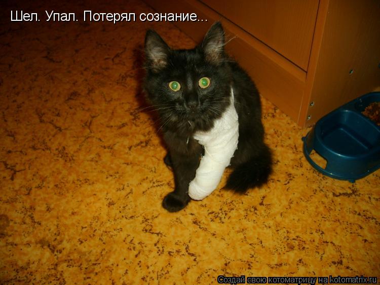 Шел. Упал. Потерял сознание...... Котоматрица: Шел. Упал. Потерял сознание...
