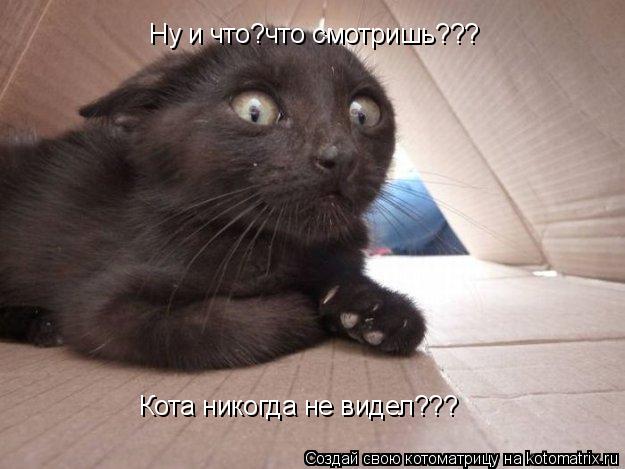 Ну и что?что смотришь??? Кота никогда не видел???... Котоматрица: Ну и что?что смотришь??? Кота никогда не видел???