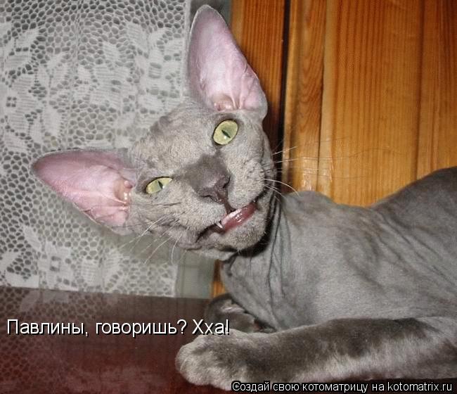 Павлины, говоришь? Хха!... Котоматрица: Павлины, говоришь? Хха!