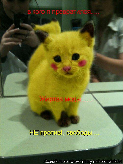 в кого я превратился..... Жертва моды...... НЕ против!, свободы....... Котоматрица: в кого я превратился..... Жертва моды...... НЕ против!, свободы....