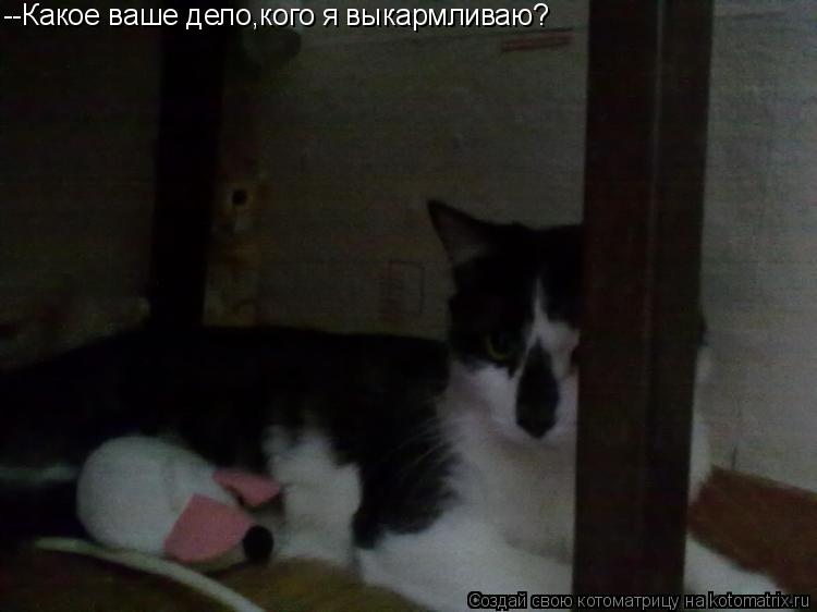--Какое ваше дело,кого я выкармливаю?... Котоматрица: --Какое ваше дело,кого я выкармливаю?