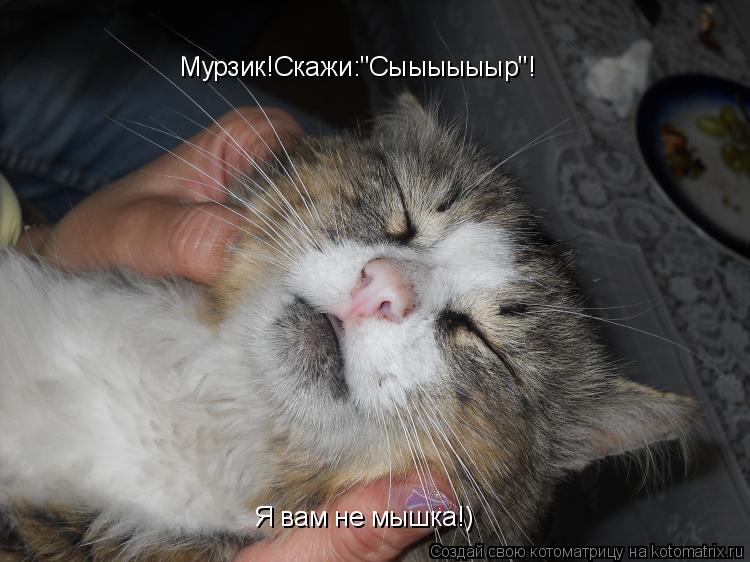 Котоматрица: Мурзик!Скажи:"Сыыыыыыр"! Я вам не мышка!)