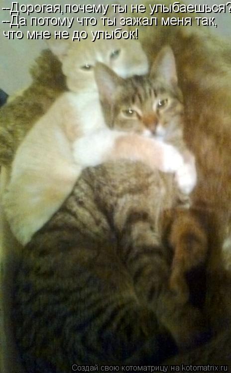 Котоматрица: --Дорогая,почему ты не улыбаешься? --Да потому что ты зажал меня так, что мне не до улыбок!