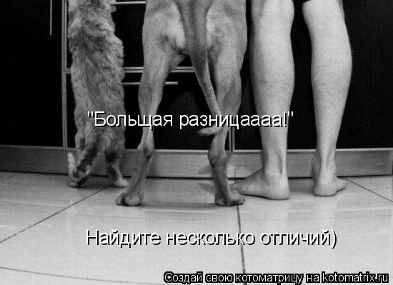Котоматрица: "Больщая разницаааа!" Найдите несколько отличий)