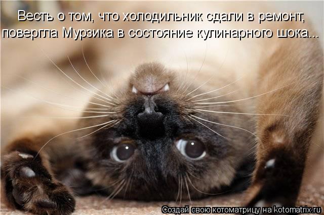 Весть о том, что холодильник сдали в ремонт, повергла Мурзика в состояние кулинарного шока...... Котоматрица: Весть о том, что холодильник сдали в ремонт, повергла Мурзика в состояние кулинарного шока...