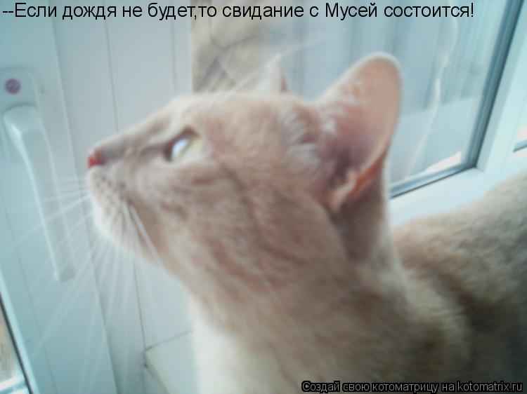 Котоматрица: --Если дождя не будет,то свидание с Мусей состоится!