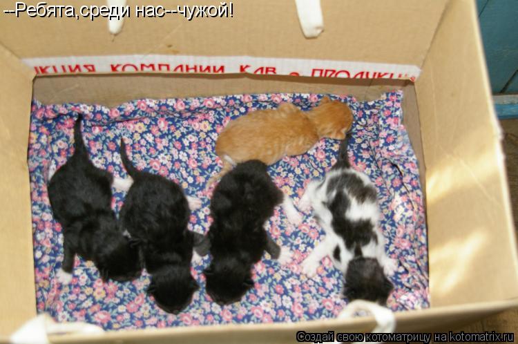 Котоматрица: --Ребята,среди нас--чужой!