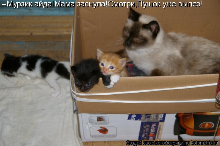 Котоматрица: --Мурзик,айда!Мама заснула!Смотри,Пушок уже вылез!