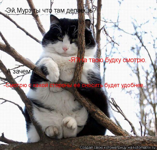 Котоматрица: -Эй,Мурз,ты что там делаешь? -Я?На твою будку смотрю. -А зачем? -Смотрю с какой стороны её сносить будет удобнее...