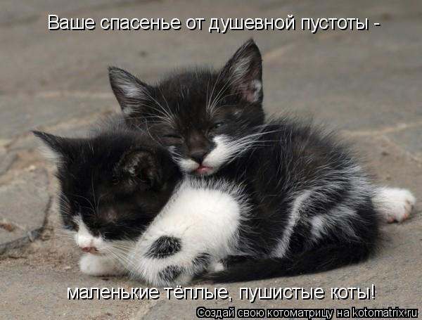 Ваше спасенье от душевной пустоты - маленькие тёплые, пушистые коты!... Котоматрица: Ваше спасенье от душевной пустоты - маленькие тёплые, пушистые коты!