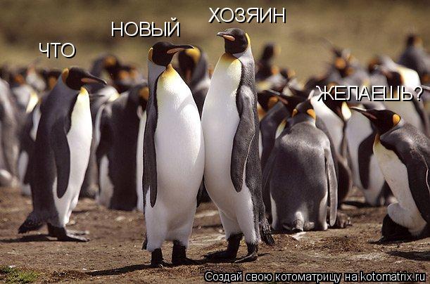 ЧТО НОВЫЙ ХОЗЯИН ЖЕЛАЕШЬ?... Котоматрица: ЧТО НОВЫЙ ХОЗЯИН ЖЕЛАЕШЬ?