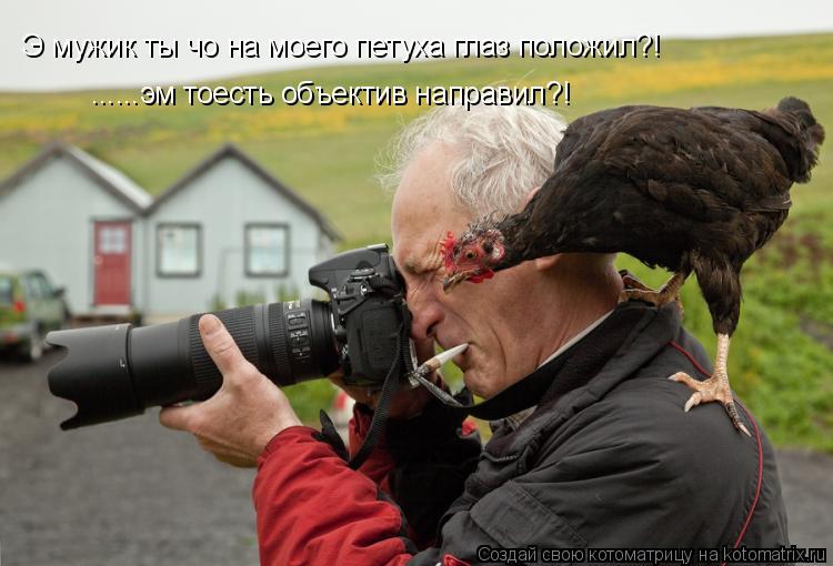 Э мужик ты чо на моего петуха глаз положил?! ......эм тоесть объектив направил?!... Котоматрица: Э мужик ты чо на моего петуха глаз положил?! ......эм тоесть объектив направил?!
