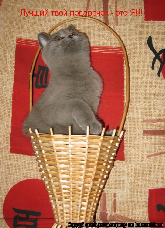 Лучший твой подарочек - это Я!!!... Котоматрица: Лучший твой подарочек - это Я!!!