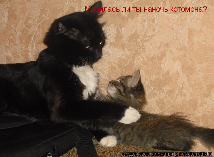 Молилась ли ты наночь котомона?... Котоматрица: Молилась ли ты наночь котомона?