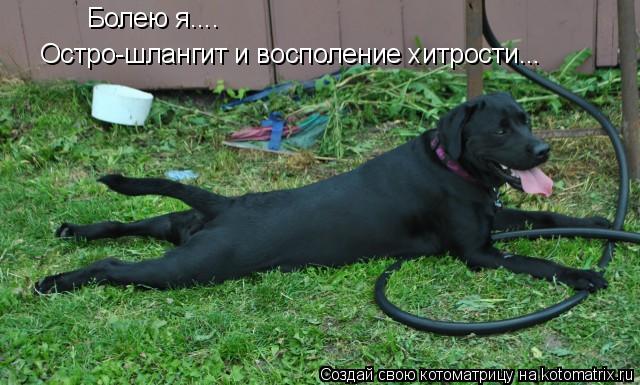 Болею я.... Остро-шлангит и восполение хитрости...... Котоматрица: Болею я.... Остро-шлангит и восполение хитрости...