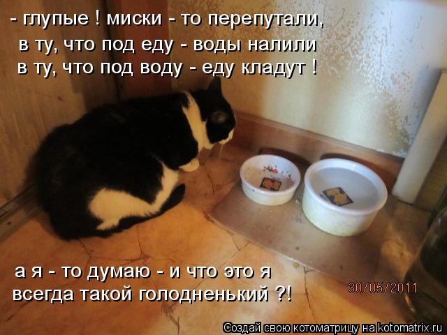 - глупые ! миски - то перепутали, в ту, что под еду - воды налили в ту, что под воду - еду кладут ! а... Котоматрица: - глупые ! миски - то перепутали, в ту, что под еду - воды налили в ту, что под воду - еду кладут ! а я - то думаю - и что это я всегда такой голодне