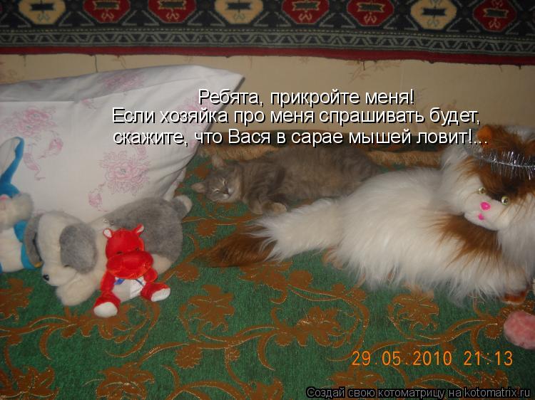 Ребята, прикройте меня! Если хозяйка про меня спрашивать будет, скажите, что Вася в сарае мышей ловит... Котоматрица: Ребята, прикройте меня! Если хозяйка про меня спрашивать будет, скажите, что Вася в сарае мышей ловит!...