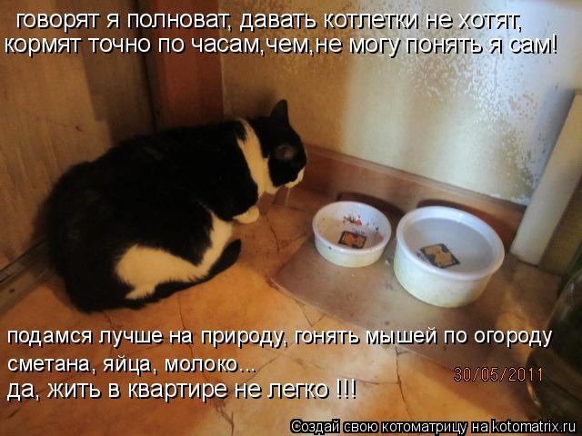 говорят я полноват, давать котлетки не хотят, кормят точно по часам,чем,не могу понять я сам! подамся... Котоматрица: говорят я полноват, давать котлетки не хотят, кормят точно по часам,чем,не могу понять я сам! подамся лучше на природу, гонять мышей по огоро