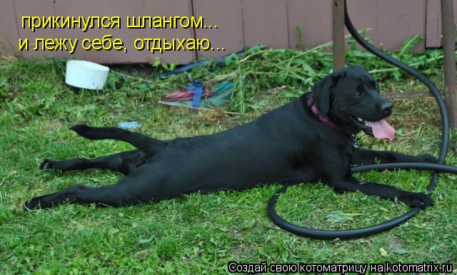 прикинулся шлангом... и лежу себе, отдыхаю...... Котоматрица: прикинулся шлангом... и лежу себе, отдыхаю...