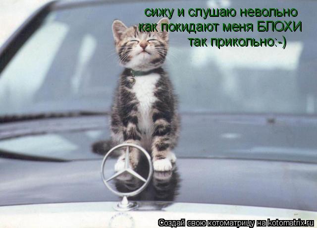 сижу и слушаю невольно как покидают меня БЛОХИ так прикольно:-)... Котоматрица: сижу и слушаю невольно как покидают меня БЛОХИ так прикольно:-)