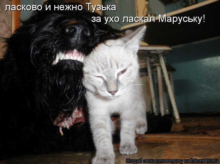 ласково и нежно Тузька за ухо ласкал Маруську!... Котоматрица: ласково и нежно Тузька за ухо ласкал Маруську!