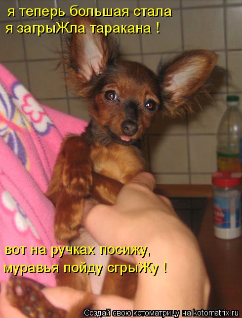 я теперь большая стала я загрыЖла таракана ! вот на ручках посижу, муравья пойду сгрыЖу !... Котоматрица: я теперь большая стала я загрыЖла таракана ! вот на ручках посижу, муравья пойду сгрыЖу !