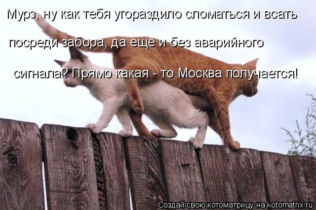 Мурз, ну как тебя угораздило сломаться и всать посреди забора, да ещё и без аварийного сигнала? Пря... Котоматрица: Мурз, ну как тебя угораздило сломаться и всать посреди забора, да ещё и без аварийного сигнала? Прямо какая - то Москва получается!