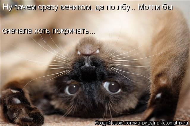 Ну зачем сразу веником, да по лбу... Могли бы сначала хоть покричать...... Котоматрица: Ну зачем сразу веником, да по лбу... Могли бы сначала хоть покричать...
