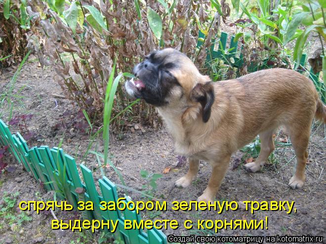 спрячь за забором зеленую травку, выдерну вместе с корнями!... Котоматрица: спрячь за забором зеленую травку, выдерну вместе с корнями!