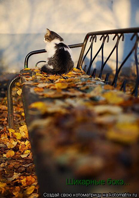 Шикарные бокэ...... Котоматрица: Шикарные бокэ...