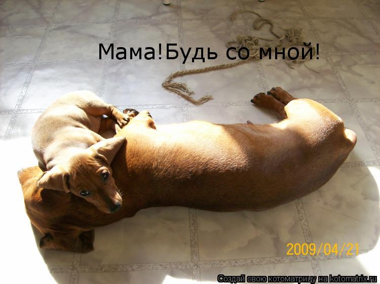 Мама!Будь со мной!... Котоматрица: Мама!Будь со мной!