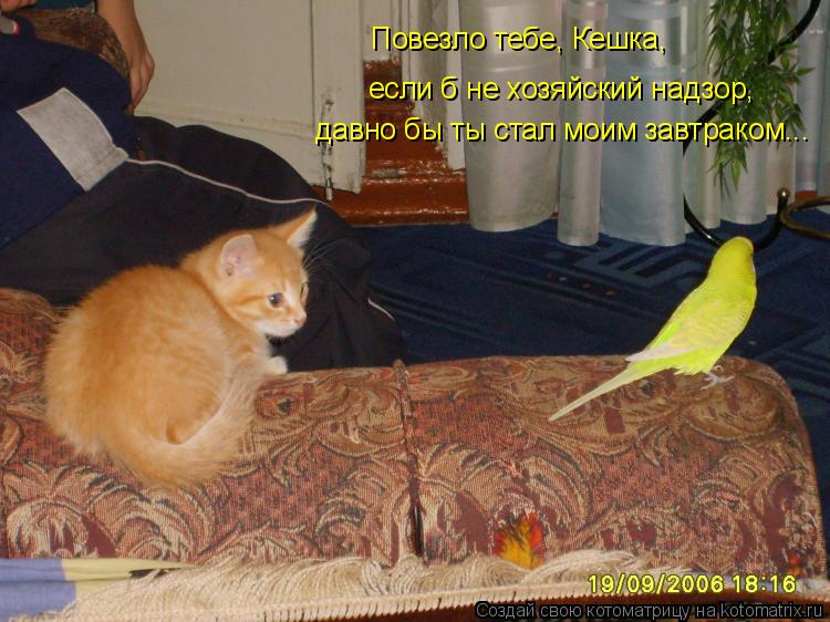 Повезло тебе, Кешка, если б не хозяйский надзор, давно бы ты стал моим завтраком...... Котоматрица: Повезло тебе, Кешка, если б не хозяйский надзор, давно бы ты стал моим завтраком...