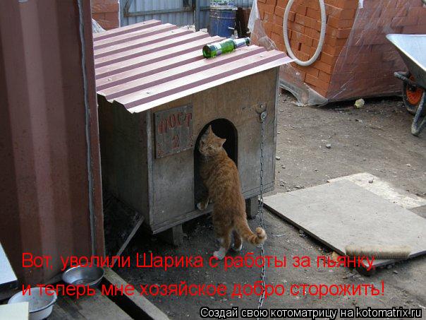 Вот, уволили Шарика с работы за пьянку, и теперь мне хозяйское добро сторожить!... Котоматрица: Вот, уволили Шарика с работы за пьянку, и теперь мне хозяйское добро сторожить!