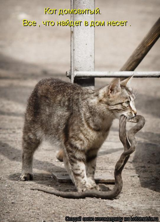 Кот домовитый. Все , что найдет в дом несет .... Котоматрица: Кот домовитый. Все , что найдет в дом несет .