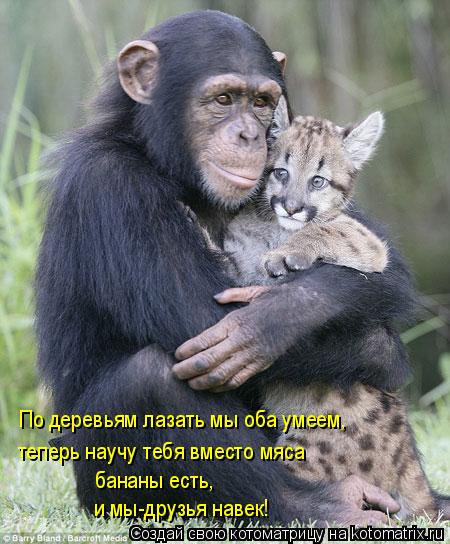 По деревьям лазать мы оба умеем, теперь научу тебя вместо мяса бананы есть, и мы-друзья навек!... Котоматрица: По деревьям лазать мы оба умеем, теперь научу тебя вместо мяса бананы есть, и мы-друзья навек!