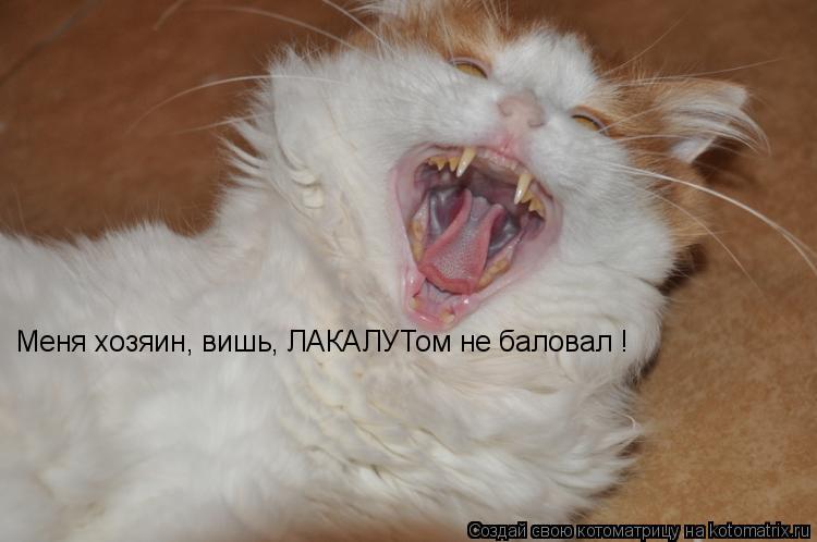 Меня хозяин, вишь, ЛАКАЛУТом не баловал !... Котоматрица: Меня хозяин, вишь, ЛАКАЛУТом не баловал !