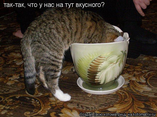 так-так, что у нас на тут вкусного?... Котоматрица: так-так, что у нас на тут вкусного?