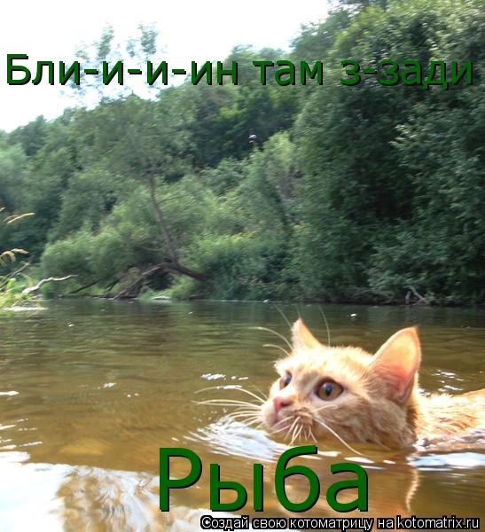 Бли-и-и-ин там з-зади Рыба... Котоматрица: Бли-и-и-ин там з-зади Рыба